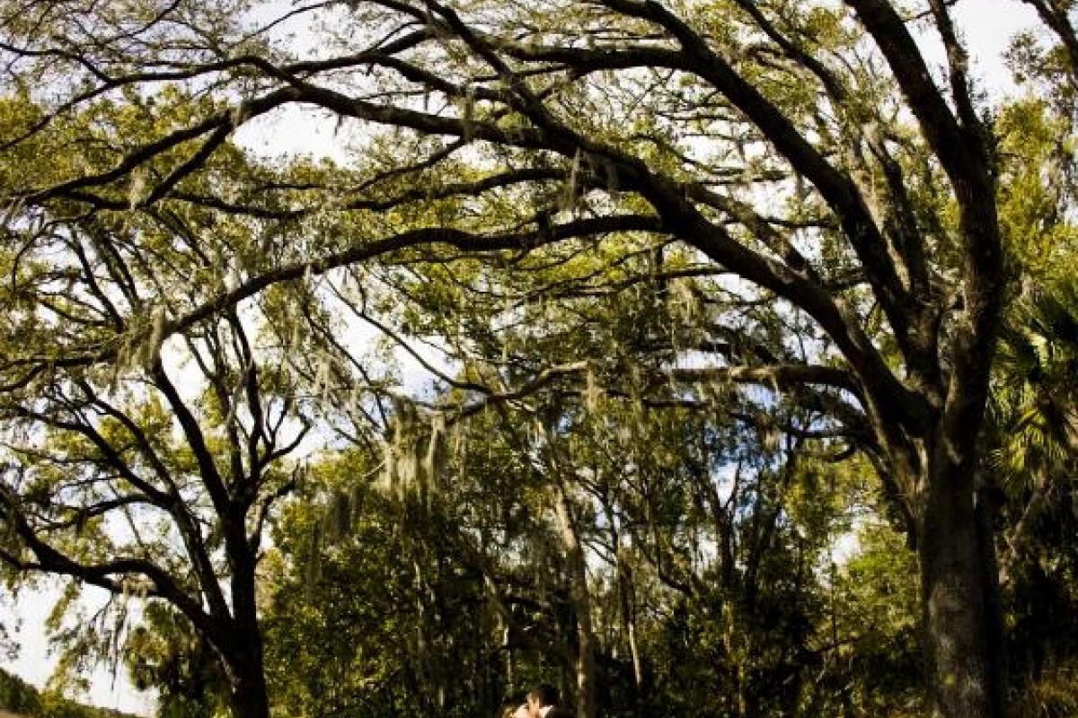 Close up of tree branches